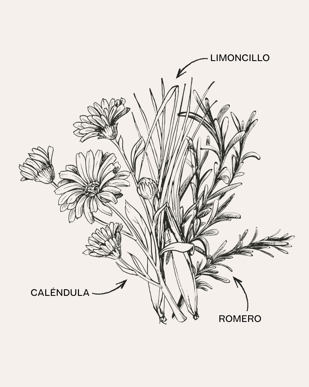 Botanical Refresh Cleanser