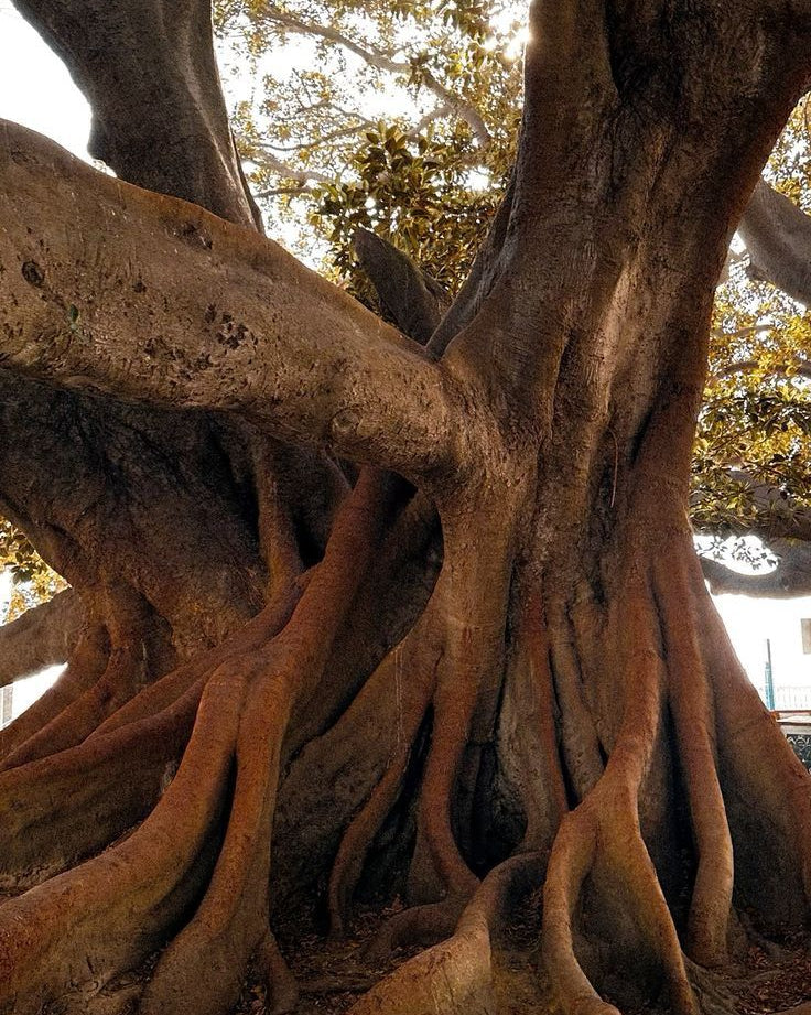 Golden Roots